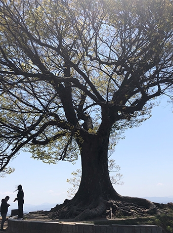 부여 성흥산성